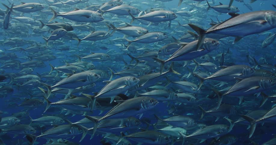A gigantic school of identical fish swim underwater from left to right