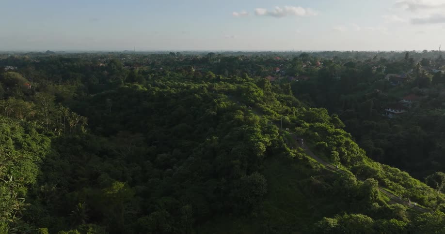 An aerial view of lush green foliage in nature