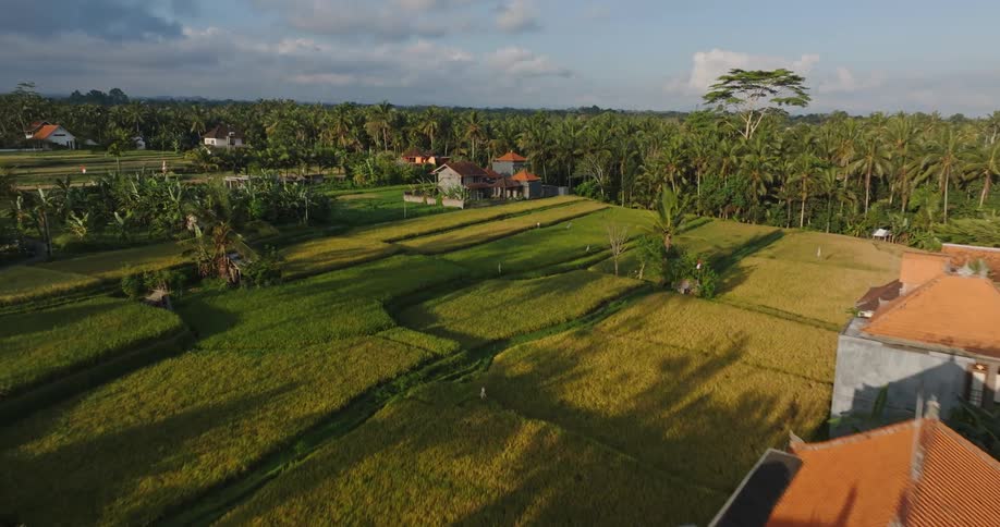 An aerial view of a large section of a tropical village is shown with houses huts palm trees and dirt plots