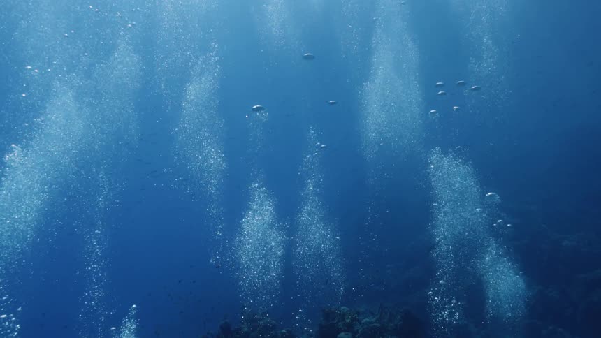 Fish are swimming under the ocean water