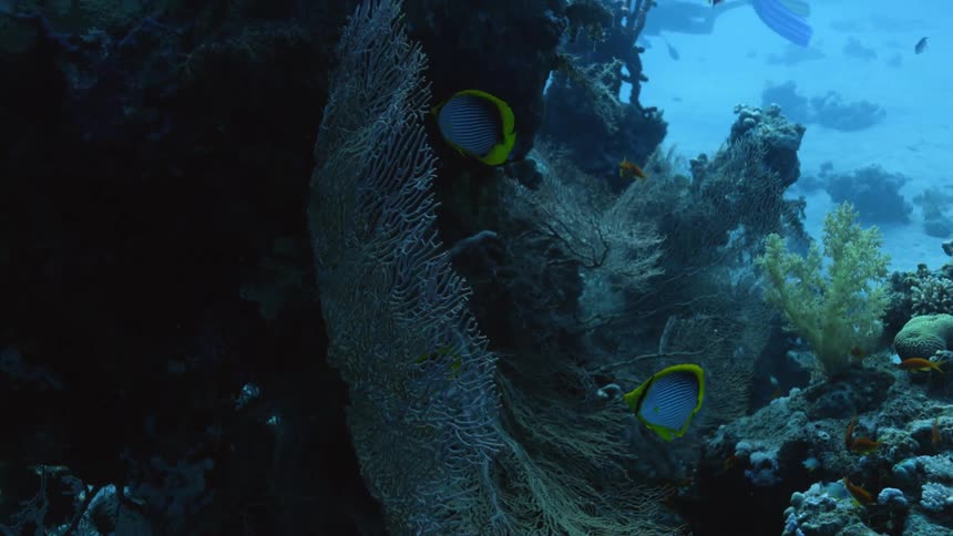 Fish swim through the coral