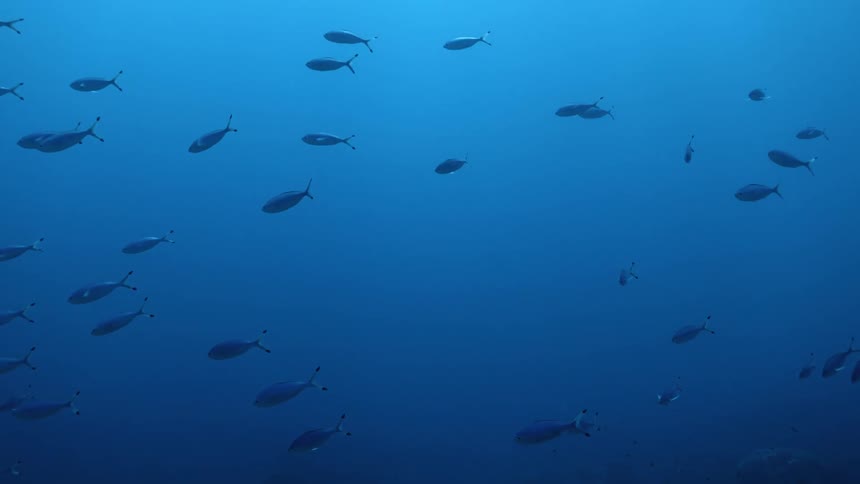A school of fish are swimming in clear blue water as light shines from above
