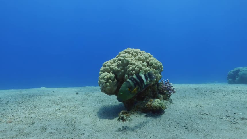 A view of fish swimming outdoors