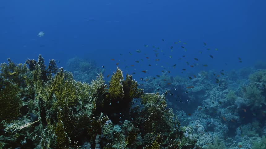 Underwater footage of small tropical fishes swimming over a coral reef