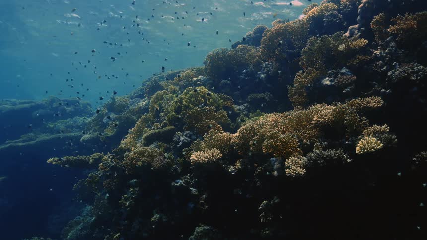 The fish swim around the coral