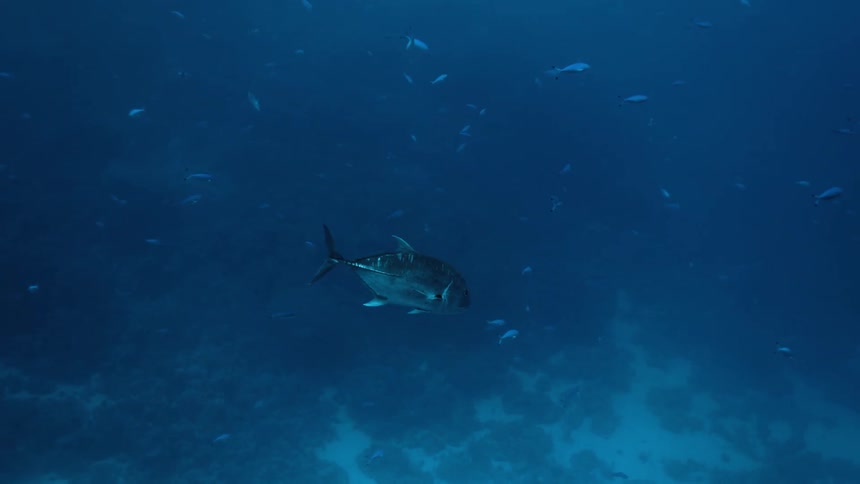 Fish swim all together in the murky water