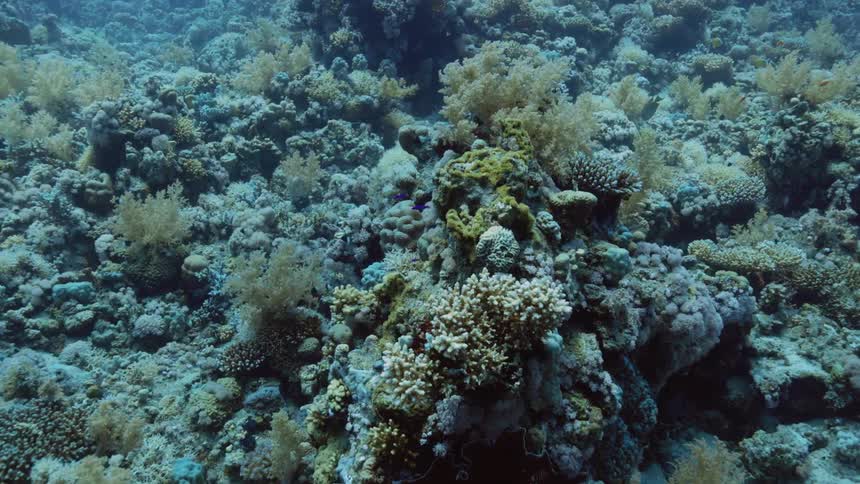 A coral reef in the ocean