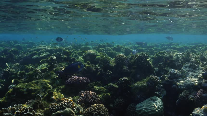 A coral reef covering the floor of a shallow body of water during the day