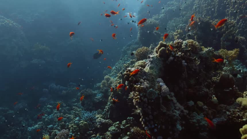 Underwater footage of a shoal of small red tropical fish swimming over a coral reef
