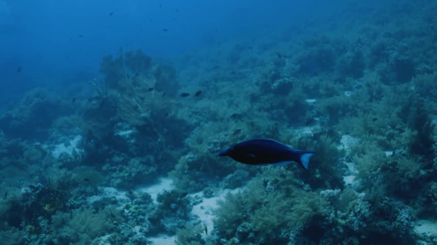 A fish swims underwater near the sea floor