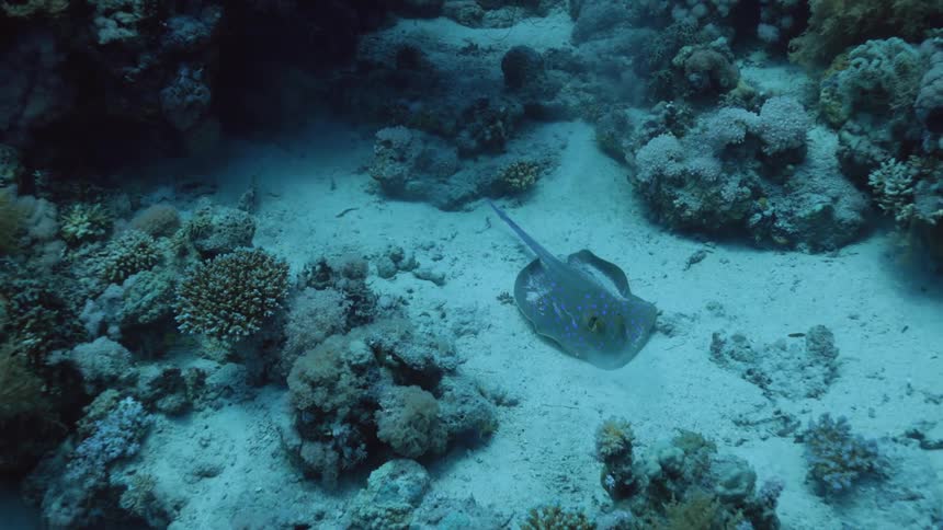 Stingray undulates over sand of seafloor near coral