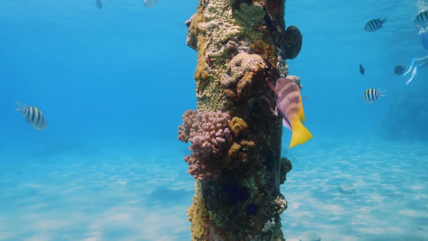 Colorful tropical fish feeding from the sponges and coral growing on a submerged pole
