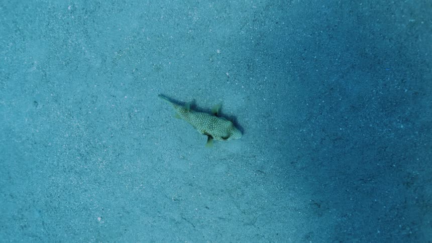 Puffa fish swims across sand of sea bottom