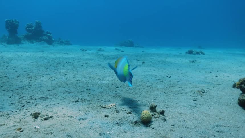 Colorful fish swims near seafloor casting a shadow on the sand