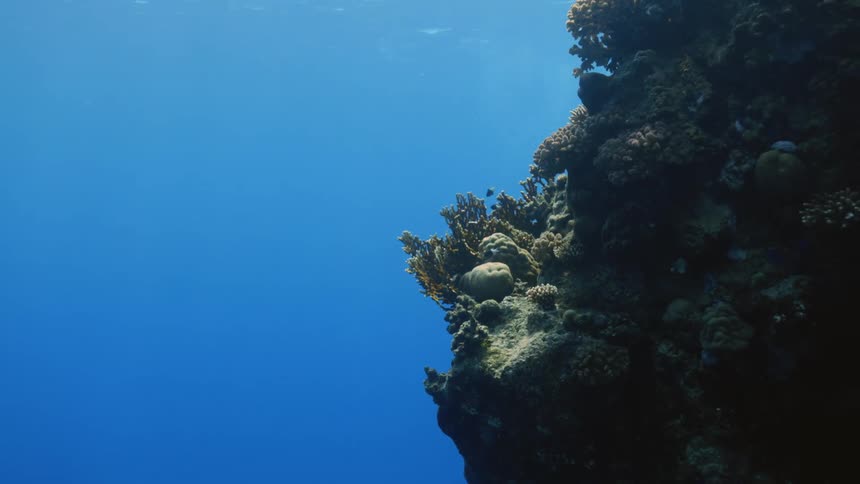 Coral reef in a blue ocean