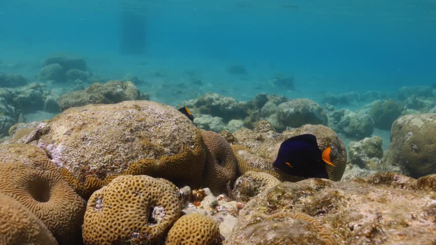 Colorful tropical fish swimming over the coral reef at the bottom of the ocean