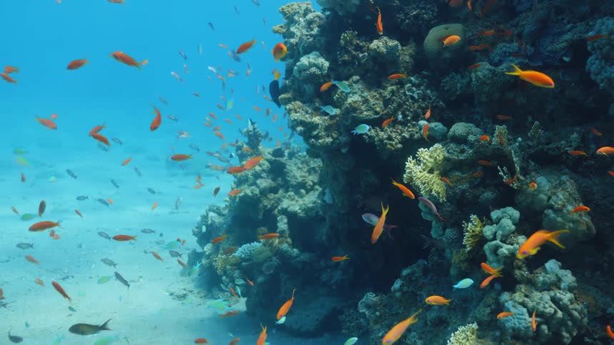 Small brightly colored fish swimming around a reef in clear blue ocean
