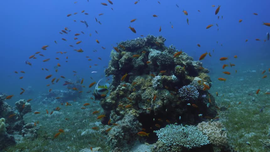 School of fish predominantly orange fish and silvery fish swim near coral reef