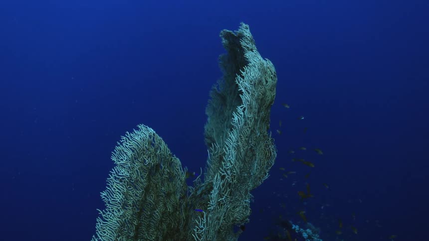 Fish swimming around a coral reef in deep blue ocean water