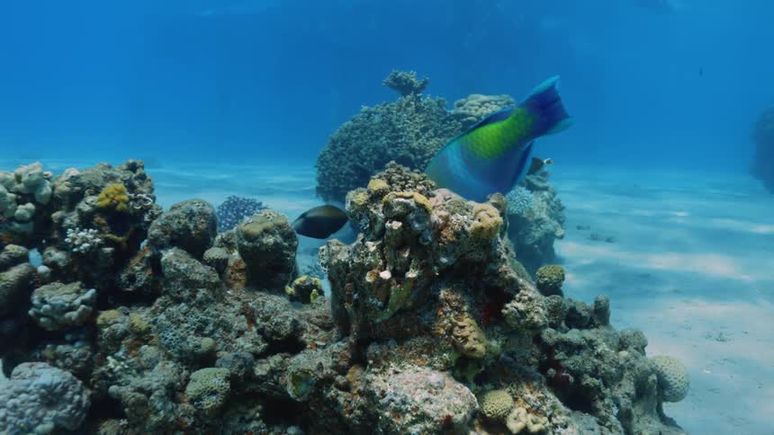 Fish swim and browse near coralsitting on seafloor