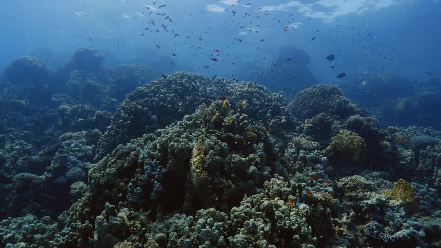 Many types of fish some very colorful swim through and above coral reef