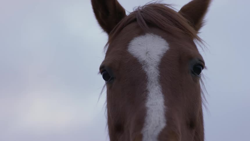 A horse blinking as it stands under an overcast sky