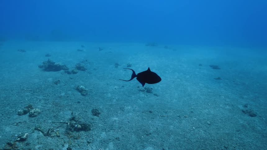 A fish swimming over the ocean floor