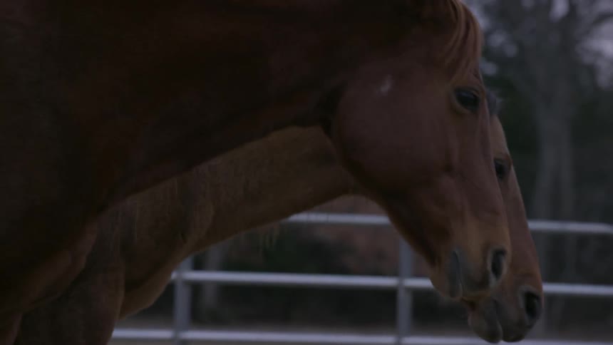 A horse sniffs the ground and walks with another horse in an outdoor pen