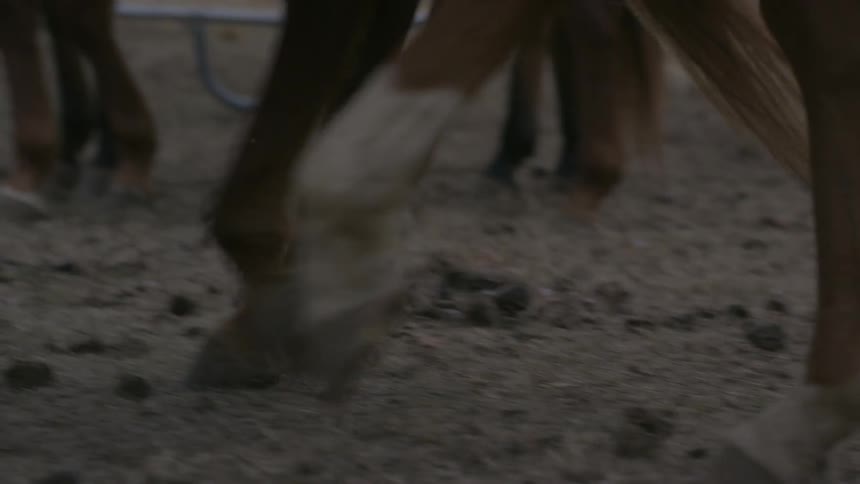 Horses walk along together behind a fence