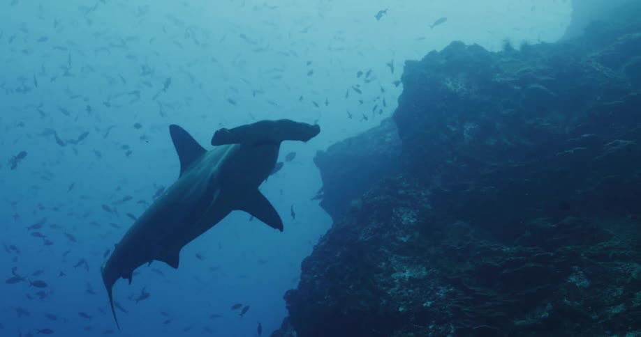 The hammerhead shark swims past the fish