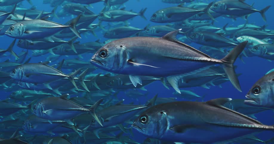 Close up of fish on a shoal swimming in the deep blue ocean waters