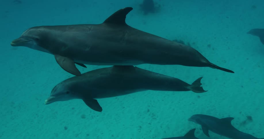 A large pod of bottlenose dolphins swimming together above the sandy ocean bottom