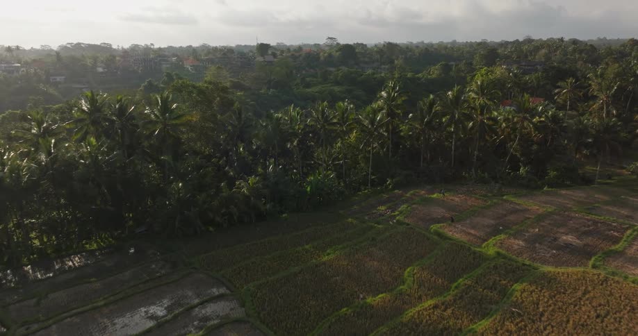 Aerial view of rice farming fields in the tropical countryside at evening