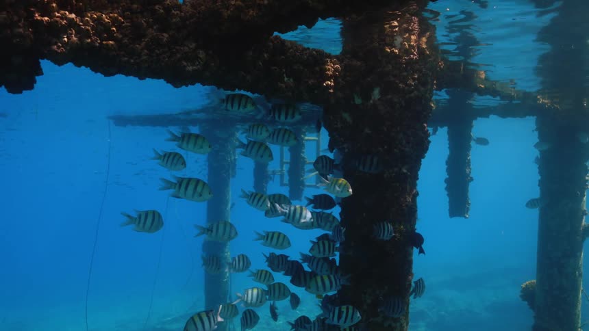 Underwater footage of a shoal of tropical fish under the rusted beams of a pier