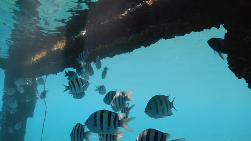 Underwater footage of colorful tropical fish swimming under the rusted beams of a pier