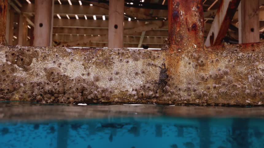 Crab climbing up the rusted metal beam of a pier over the blue ocean waters