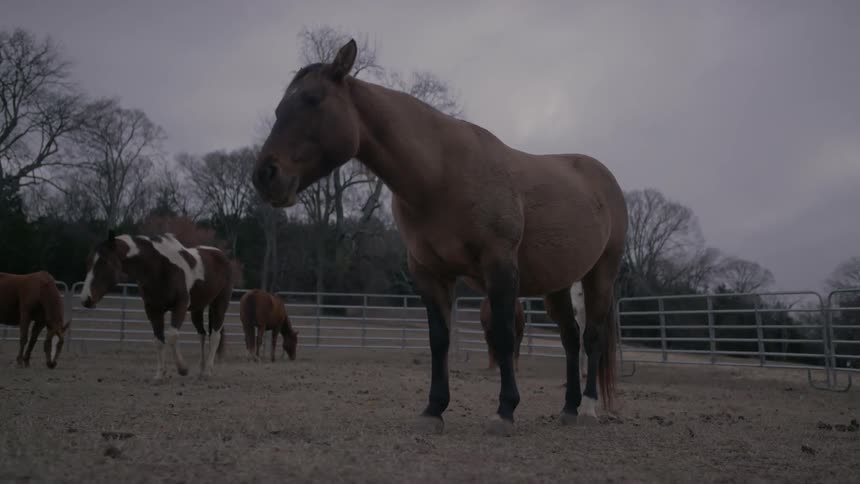 A horse standing still outside in a pen with other horses