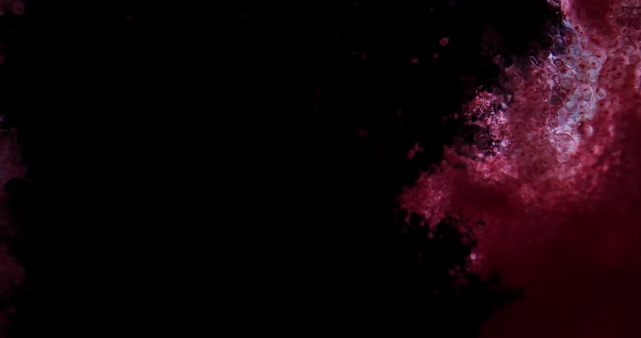 A red and maroon organic substance is glowing and a black substance spreads across the surface