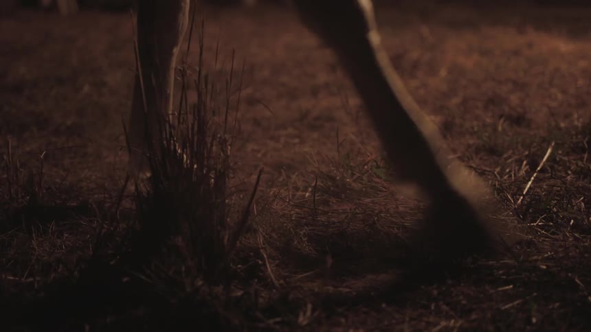 A horse's hoof paws at the ground