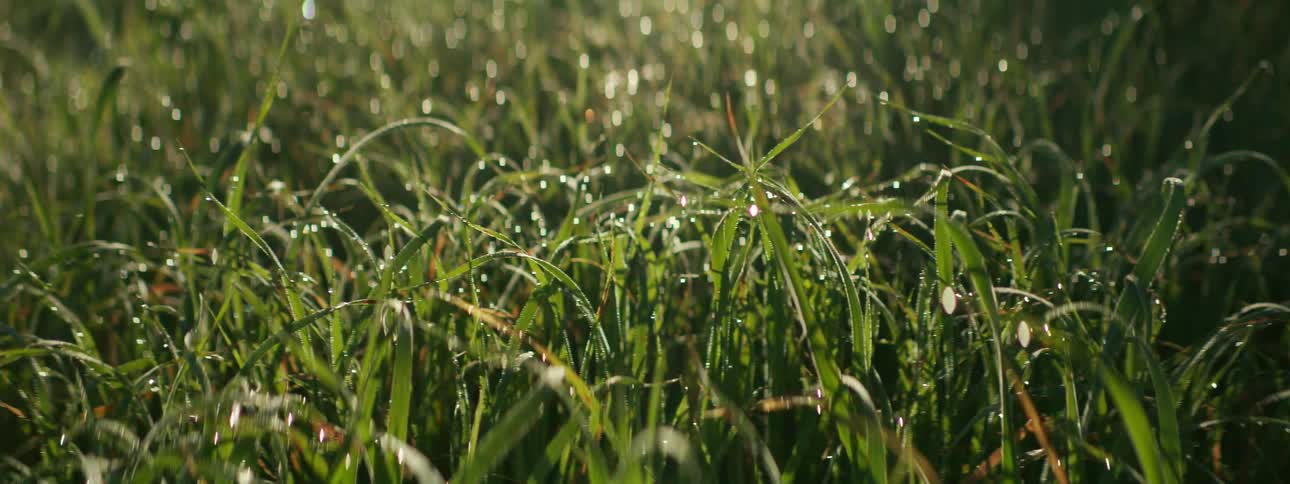 Dew on tall wet grass glistens in the sunlight