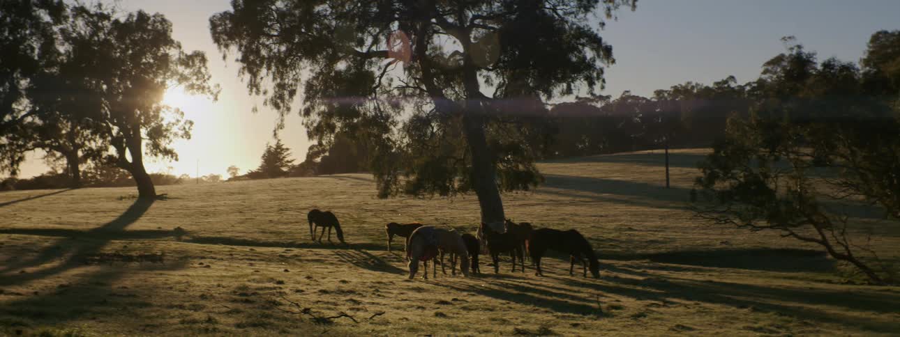 The sun on the horizon shines brightly upon horses grazing in a field near trees