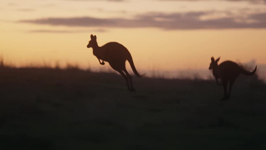 Kangaroos are jumping in a grassland area