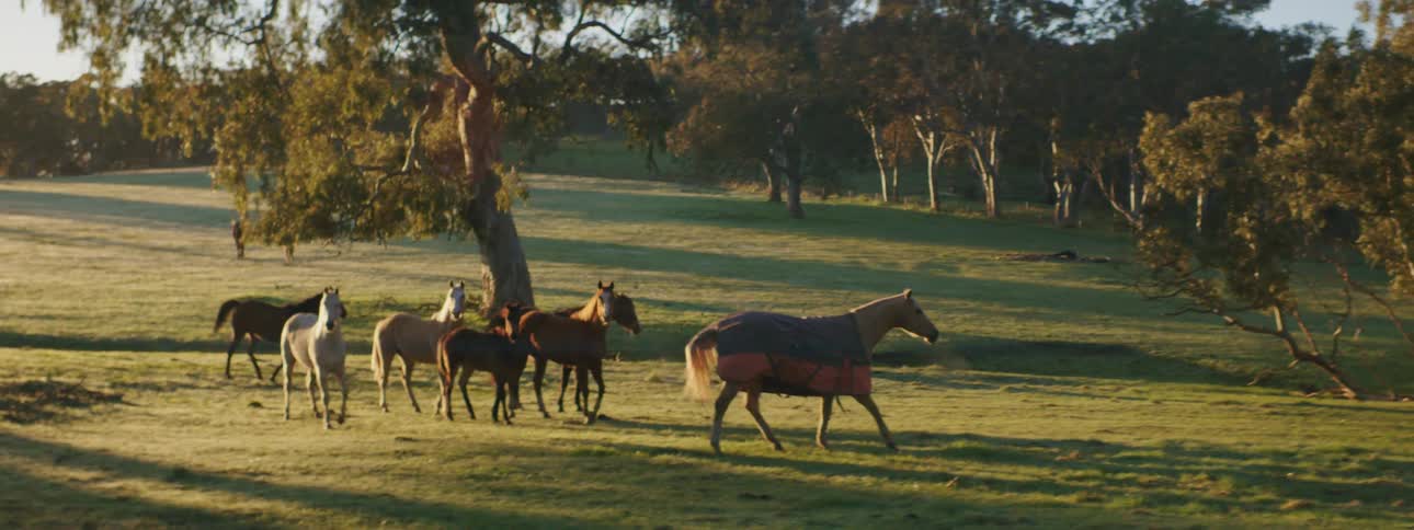 Horses run and graze in a field