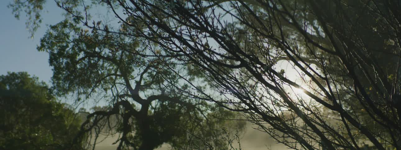 A view of trees out in a forest