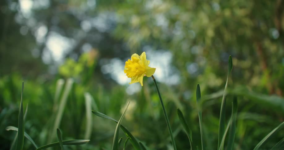 Close up of a small yellow wild flower growing in the grass outdoors