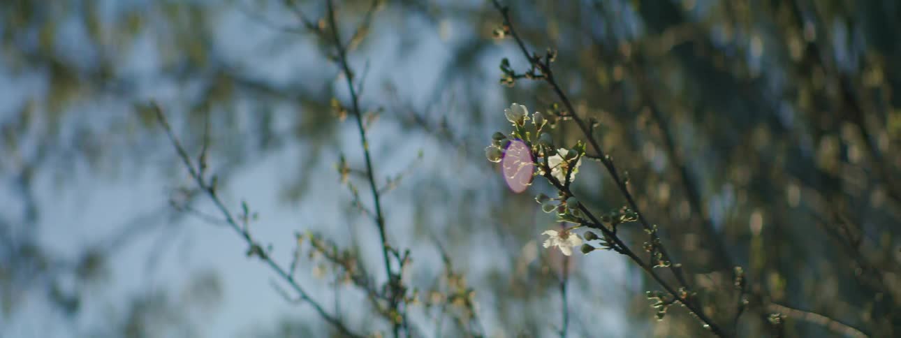 Close up view of plants are displayed