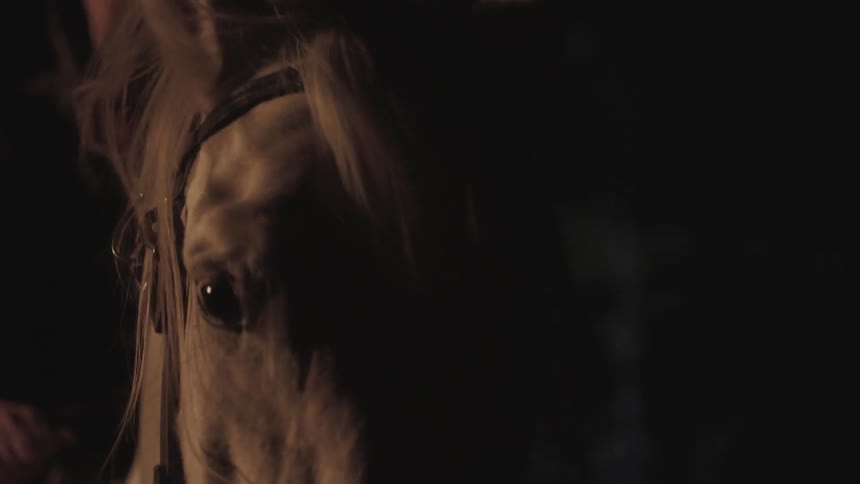 Horse with rider moving its head up and down