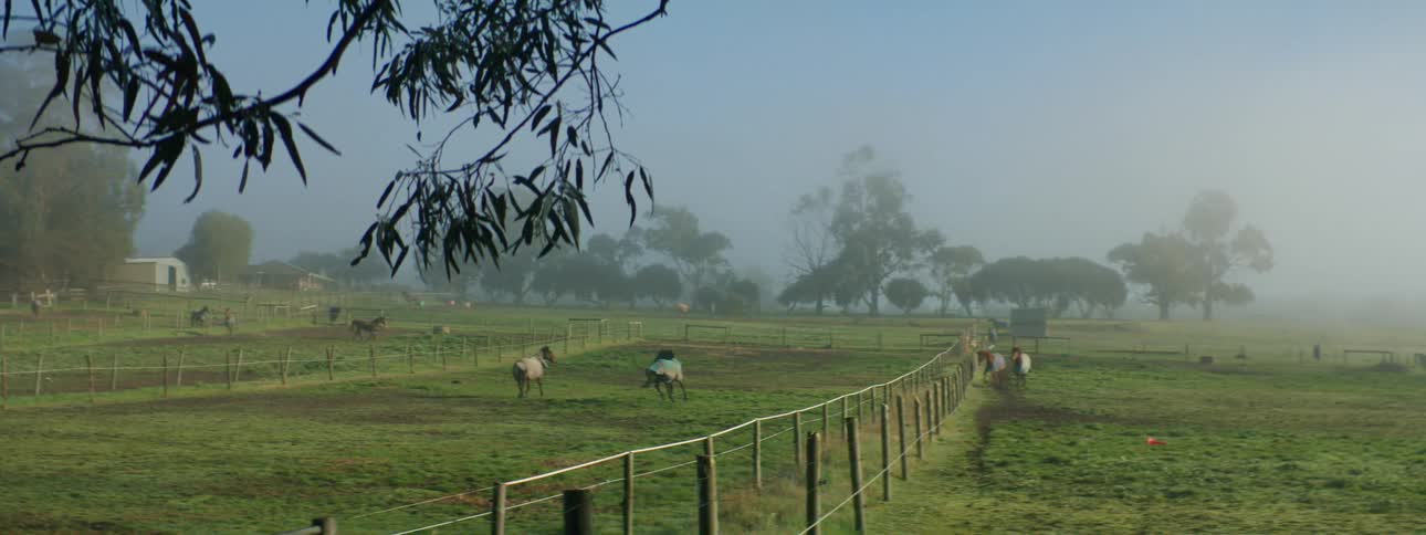 Horses running in a pasture on a farm