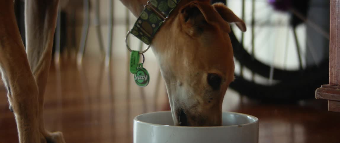 A dog eating from a bowl