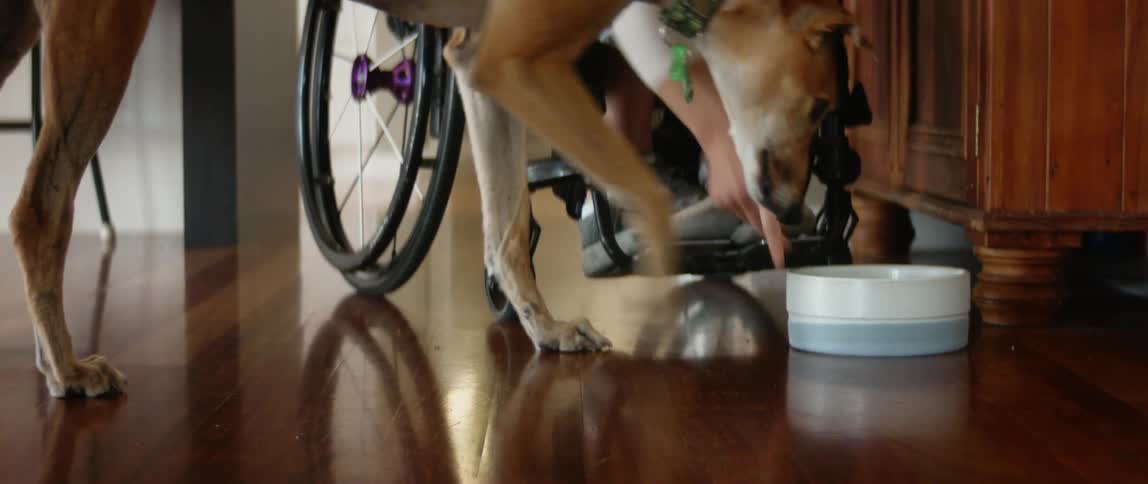 Woman on a wheelchair gives her pet dog a tray of food on the living room